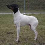 Japanese terrier: dog breed appearance, character, training, care, health