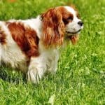 King Charles Spaniel: dog breed appearance, character, training, care, health