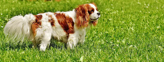 King-Charles-Spaniel-dog-breed-appearance-character-training-care-health