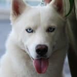 Kishu Inu dog: dog breed appearance, character, training, care, health