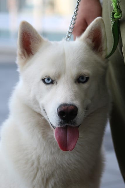 Kishu-Inu-dog-dog-breed-appearance-character-training-care-health