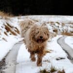 Komondor or Hungarian Shepherd: dog breed appearance, character, training, care, health