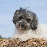 Lowchen or Little Lion: dog breed appearance, character, training, care, health