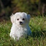 Maltese Bichon: dog breed appearance, character, training, care, health
