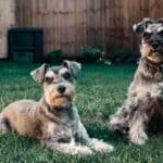 Miniature Schnauzer: dog breed appearance, character, training, care, health