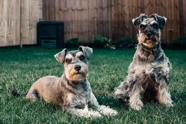Miniature-Schnauzer-dog-breed-appearance-character-training-care-health