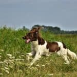 Münsterländer: dog breed appearance, character, training, care, health