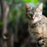 Mycotoxicosis in cats (poisoning): causes, symptoms, treatment
