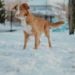 Nova Scotia Duck Tolling Retriever: dog breed appearance, character, training, care, health