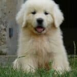 Polish Shepherd from Podhale: dog breed appearance, character, training, care, health