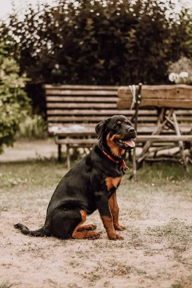 Rottweiler-dog-breed-appearance-character-training-care-health