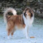 Rough Collie: dog breed appearance, character, training, care, health