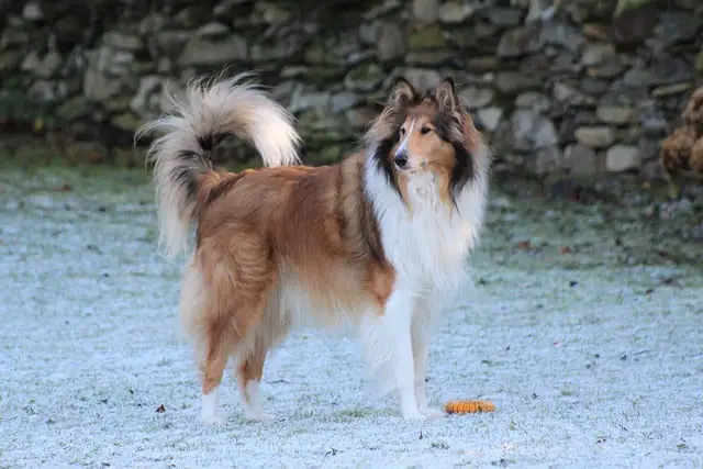 Rough-Collie-dog-breed-appearance-character-training-care-health