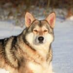 Saarloos Wolfdog: dog breed appearance, character, training, care, health