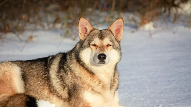 Saarloos-Wolfdog-dog-breed-appearance-character-training-care-health