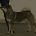 Shikoku inu: dog breed appearance, character, training, care, health