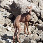 Spanish Greyhound: dog breed appearance, character, training, care, health
