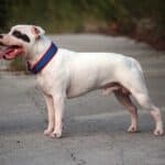 Staffordshire Bull Terrier: dog breed appearance, character, training, care, health
