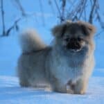 Tibetan-Spaniel-dog-breed-appearance-character-training-care-health