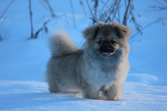 Tibetan-Spaniel-dog-breed-appearance-character-training-care-health