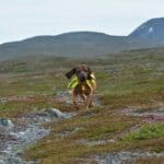 Tips-for-taking-your-Dog-to-mountains