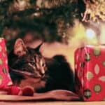 Holiday Season- Cat