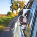 Tips for traveling with your dog this Christmas