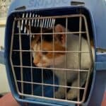 Tips to get the cat in the carrier without problems