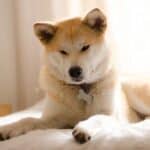 Top 10 Japanese Dog Breeds