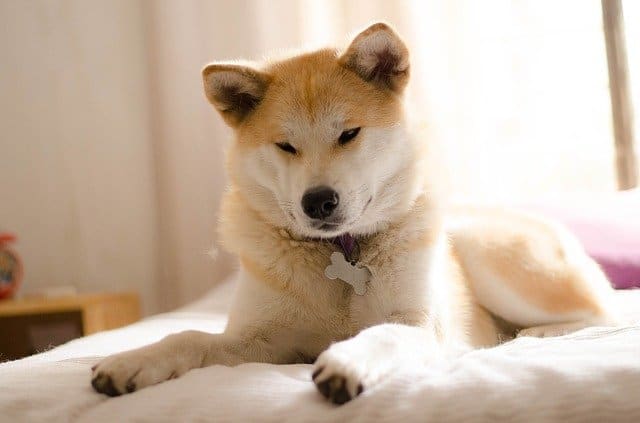 Top-10-Japanese-Dog-Breeds