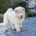 Top 11 Chinese Dog Breeds