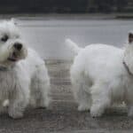 Top 11 Small White Dog Breeds