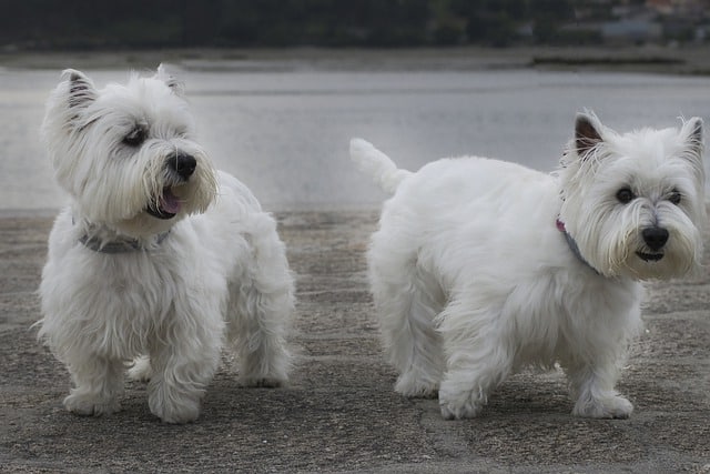 Top-11-Small-White-Dog-Breeds