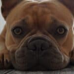 Top 12 Wrinkled Dog Breeds