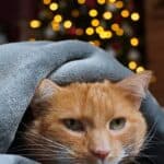 Tricks to protect the cat from firecrackers on New Year's Eve
