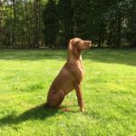 Vizsla or Hungarian Pointer: dog breed appearance, character, training, care, health