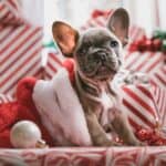 What gift to the dog at Christmas? 6 furry ideas