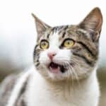 Why do cats chatter their teeth when they see a bird?