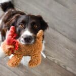 Why do dogs love some toys and ignore others?