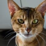 Abyssinian Cat: care hygiene and grooming of the breed