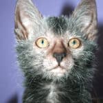 Adopting a Lykoi cat: character, lifestyle, needs and ideal owner