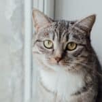 Aegean Cat care: brushing, bathing, grooming tips