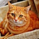 Allergy to protein in cats: symptoms and what to do about it