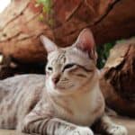 American Shorthair Cat health: all common diseases
