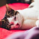 American Wirehair Cat care: breed hygiene and grooming tips