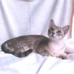 Australian Mist Cat care: common diseases of the breed