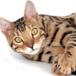 Bengal Cat care: hygiene, brushing and grooming tips