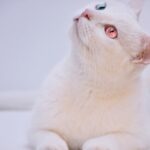 Beta blocker drugs in cats, when to use them? Possible adverse effects