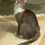 Brazilian Shorthair Cat care: brushing, bathing, grooming tips