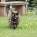 British Longhair Cat health: common diseases of this breed